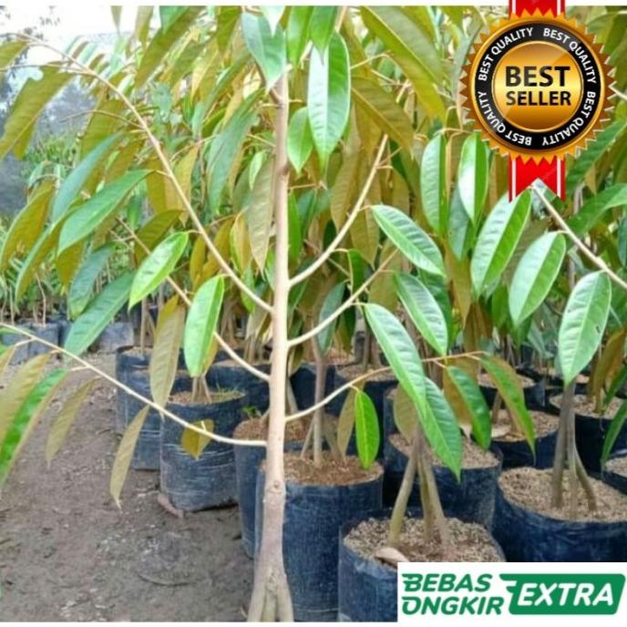 Bibit Durian Bawor Kaki 3 Tinggi 1,5 Meter Hasil Okulasi