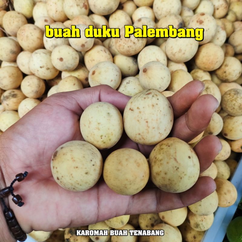 

BUAH DUKU PALEMBANG KOMPRENG 500Gram / duku Palembang punya