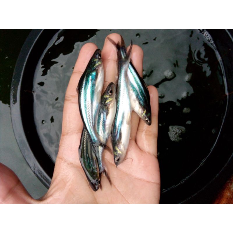 Bibit ikan patin size 8-10cm