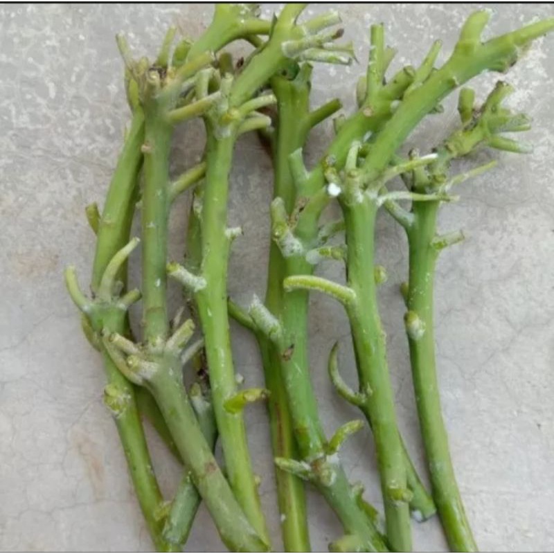 4 Entres alpukat red vietnam