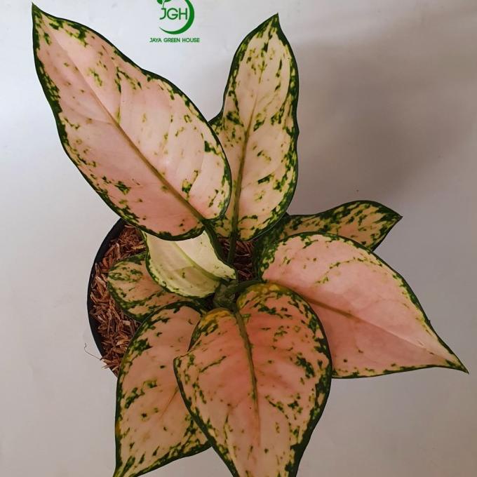 Aglonema Pink Yulia