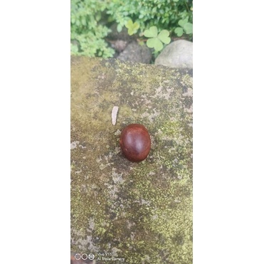 mata cincin galih kayu rindu menangis