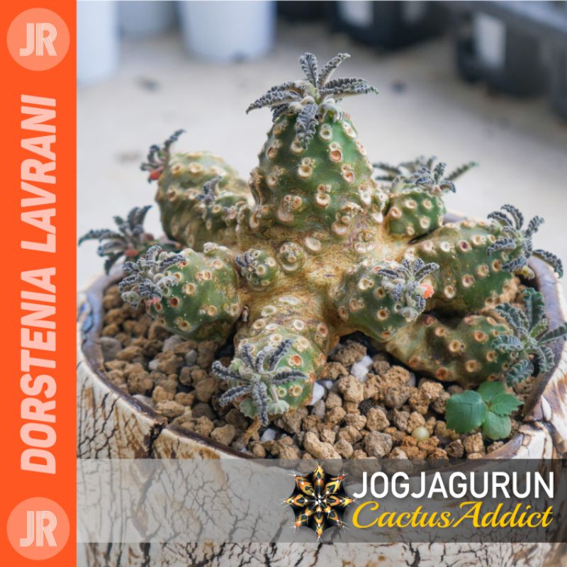 Dorstenia Lavrani Diamter 8-10cm