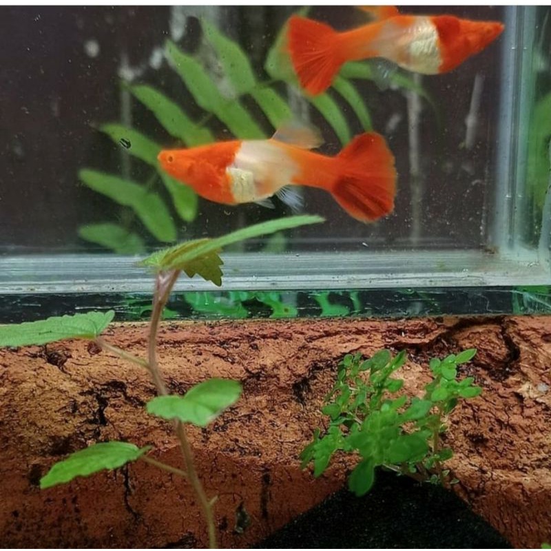 platinum koi( sepasang)