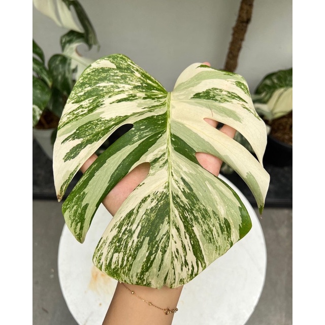 king monstera deliciosa variegata code14