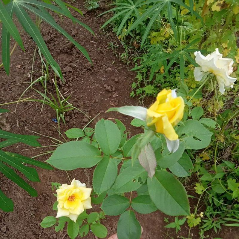 BIBIT BUNGA MAWAR PUTIH || KEMBANG TUJUH RUPA