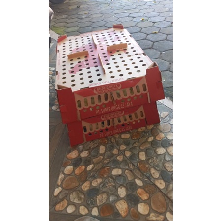 DOC ayam broiler bisa ecer