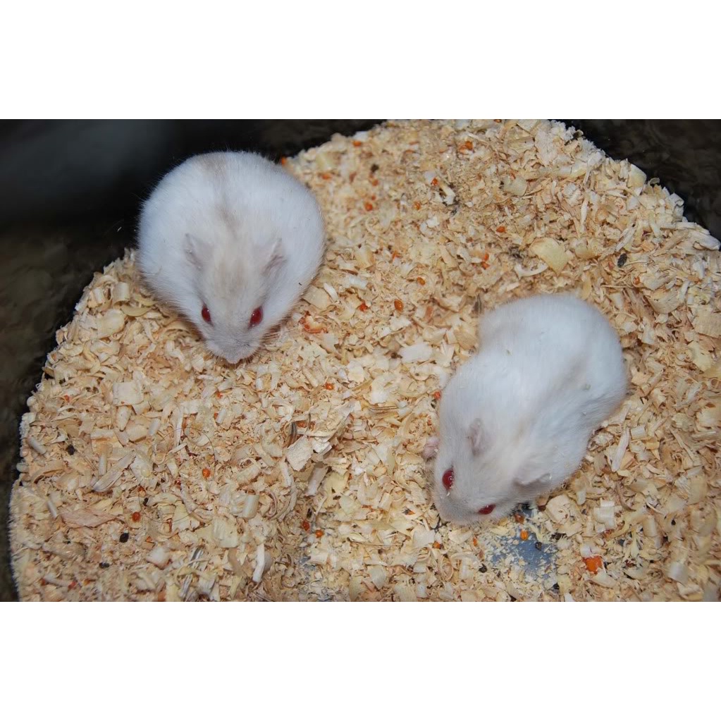 SEPASANG HAMSTER JANTAN BETINA WINTER WHITE PEARL SIAP TERNAK