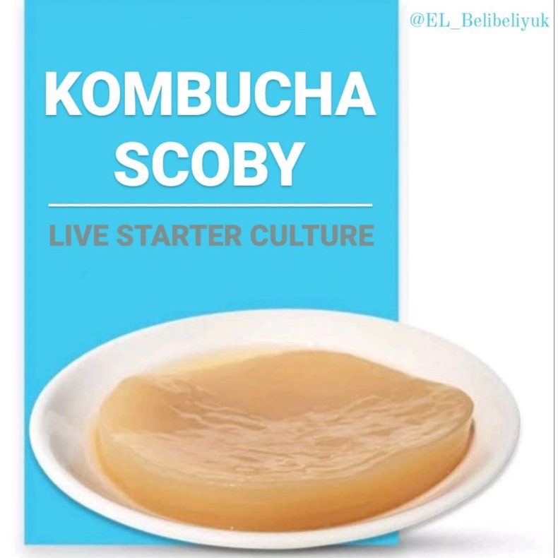 

BIBIT SCOBY KOMBUCHA / Jamur DIPO Organik