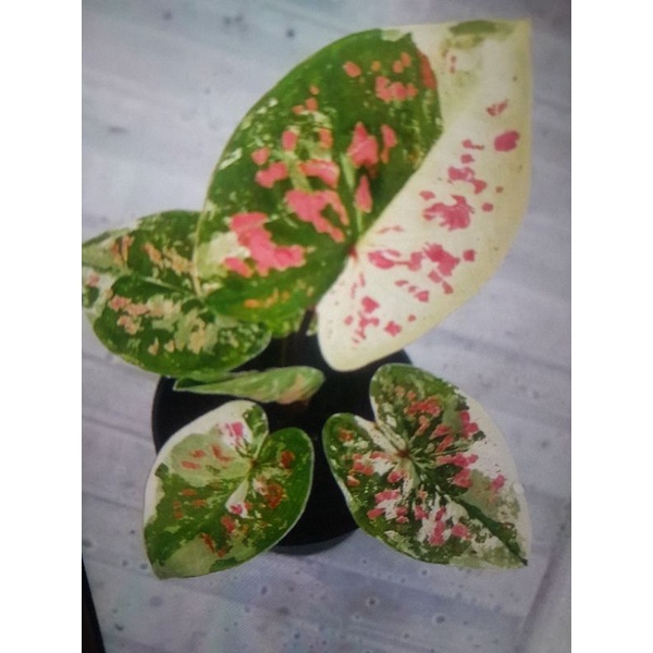 Tanaman caladium  YMK Thailand remaja