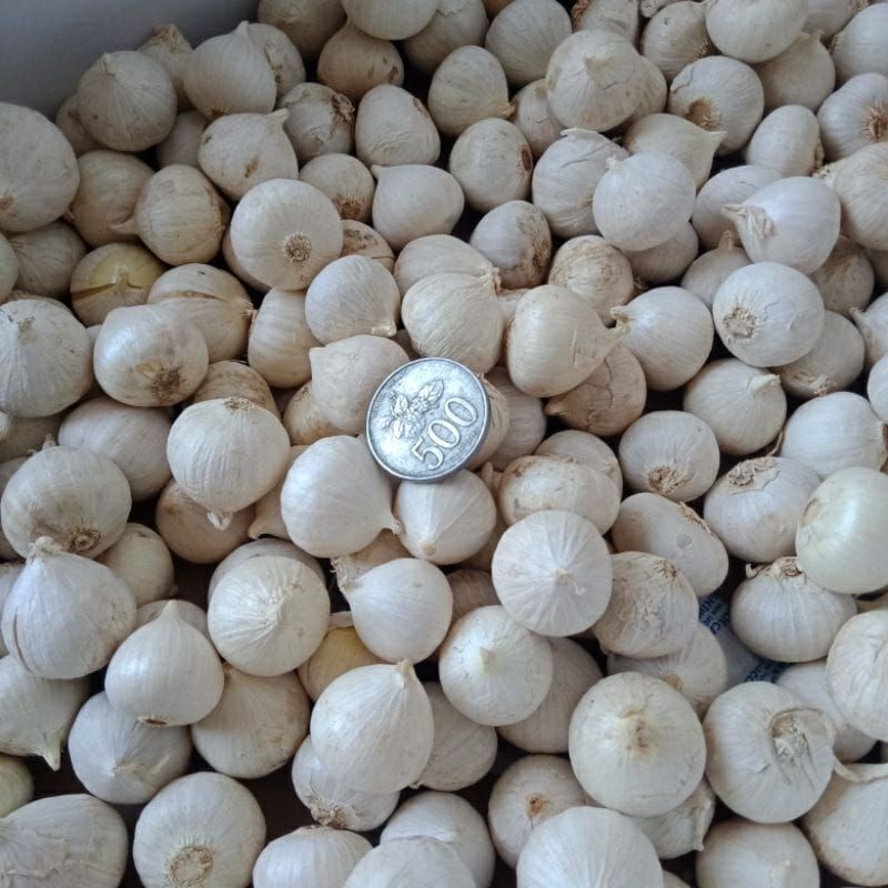 

bawang putih tunggal super putih 1kg