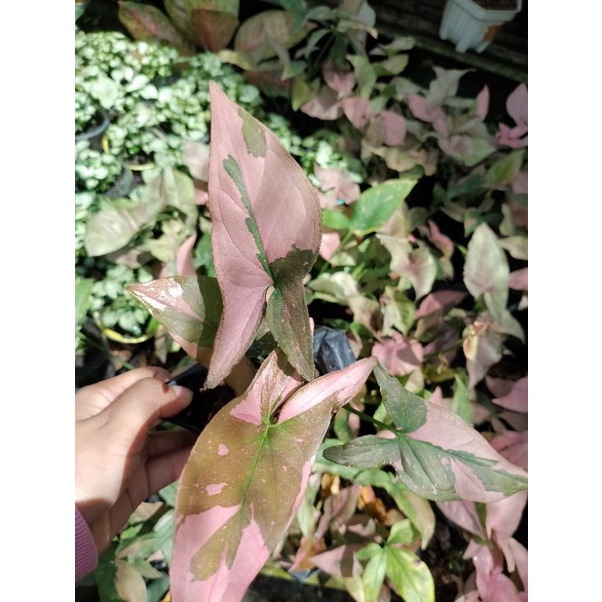 Tanaman hias bunga syngonium pink splash, syngonium batik, syngonium pink flacket, syngonium salju, 