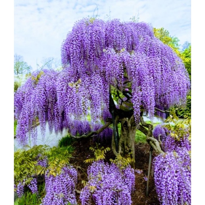 Bibit Tanaman Wisteria warna ungu