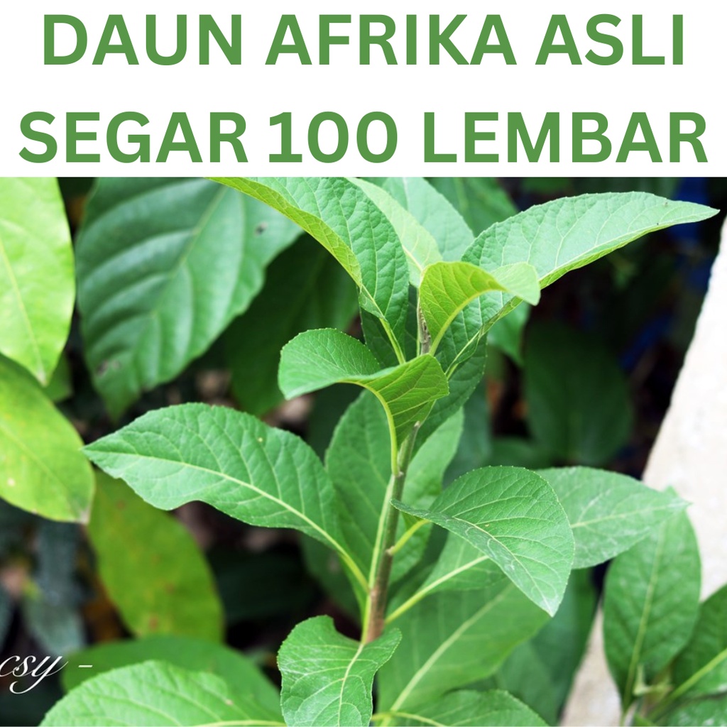 

DAUN AFRIKA ASLI SEGAR 100 LEMBAR