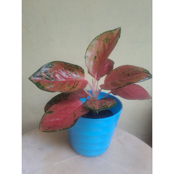 Aglonema Kochin Brownis Dewasa Rimbun