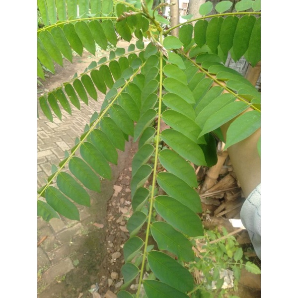 

DAUN BLIMBING WULUH SEGAR 100 gr