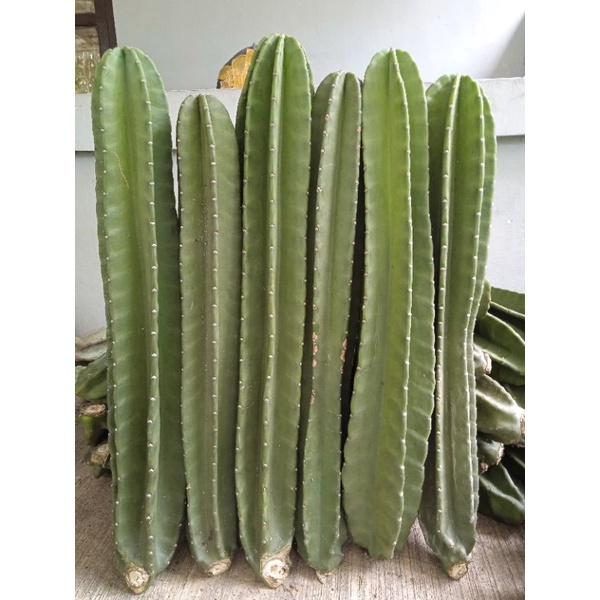 kaktus koboi besar // kaktus koboi tanpa duri // kaktus koboi ukuran 60-65cm