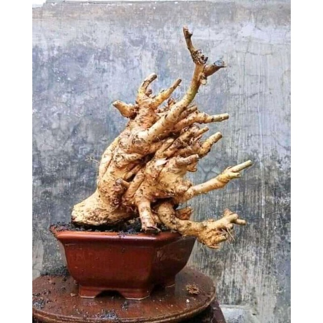 dongkelan bonsai serut gruping asik 18k