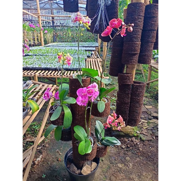 1 set rak anggrek isi 7+ pot