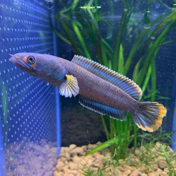 COD Limbata spek kontes 6-7 cm
