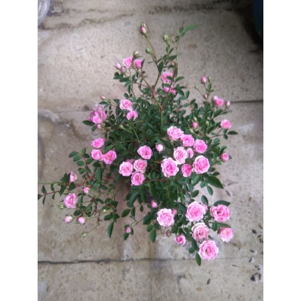 Bunga Baby Rose/ Mawar mini~