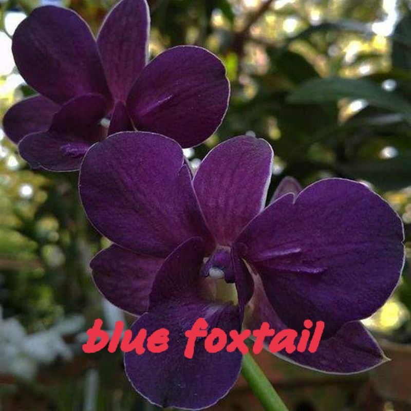 murah 3 botol bibit anggrek dendrobium