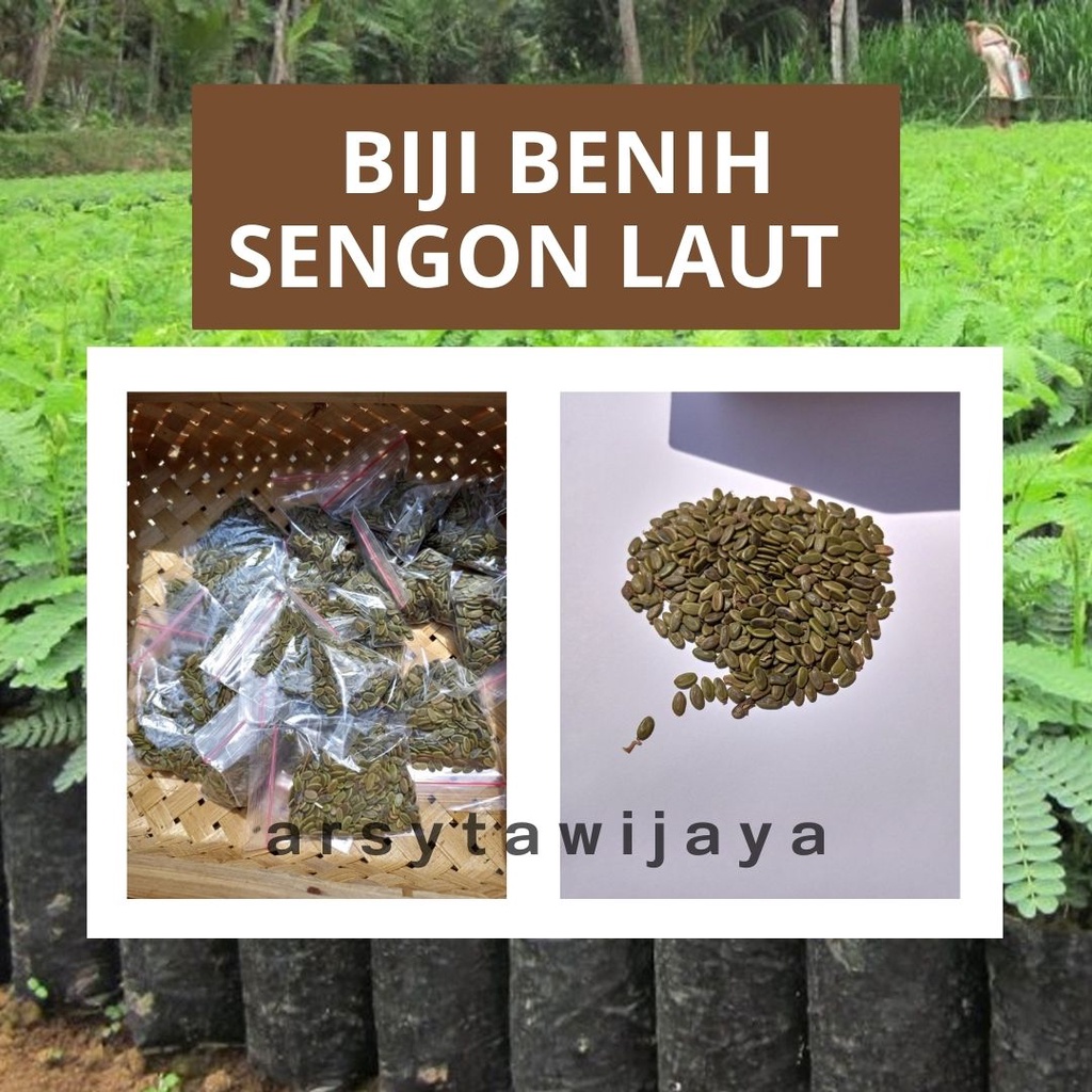 biji benih sengon laut - sengon laut 10 gram