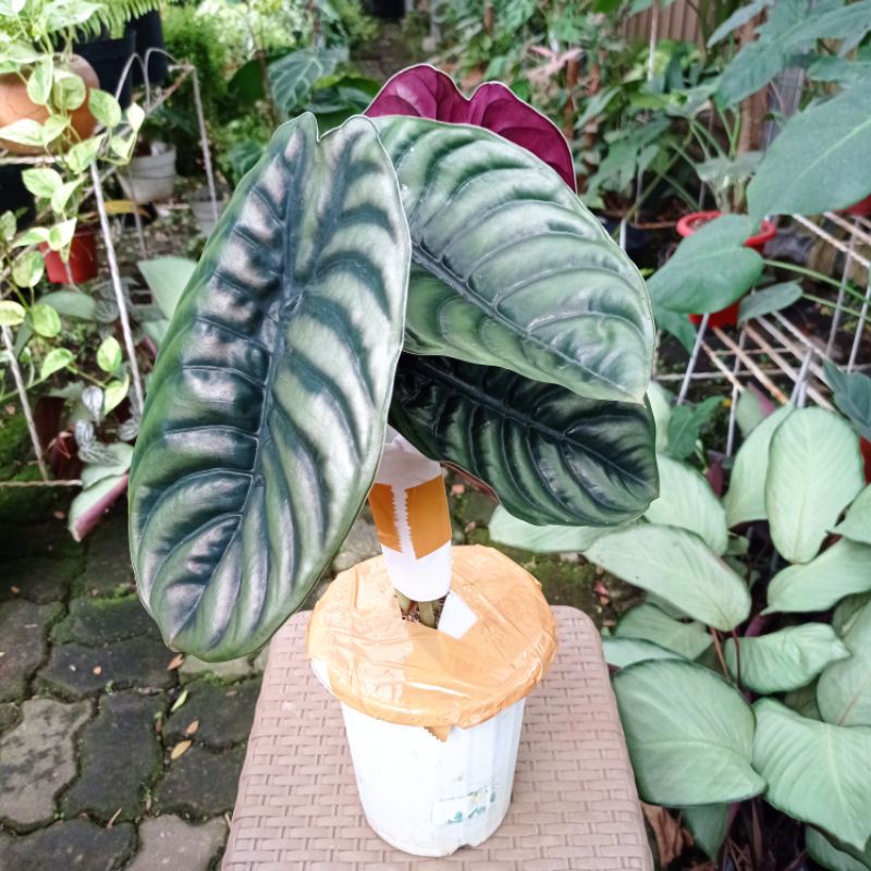 Tanaman Hias Alocasia Cuprea Dewasa