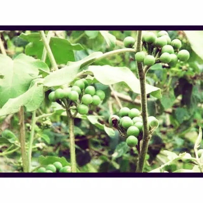 

Buah tekokak / cepokak segar 200 gram