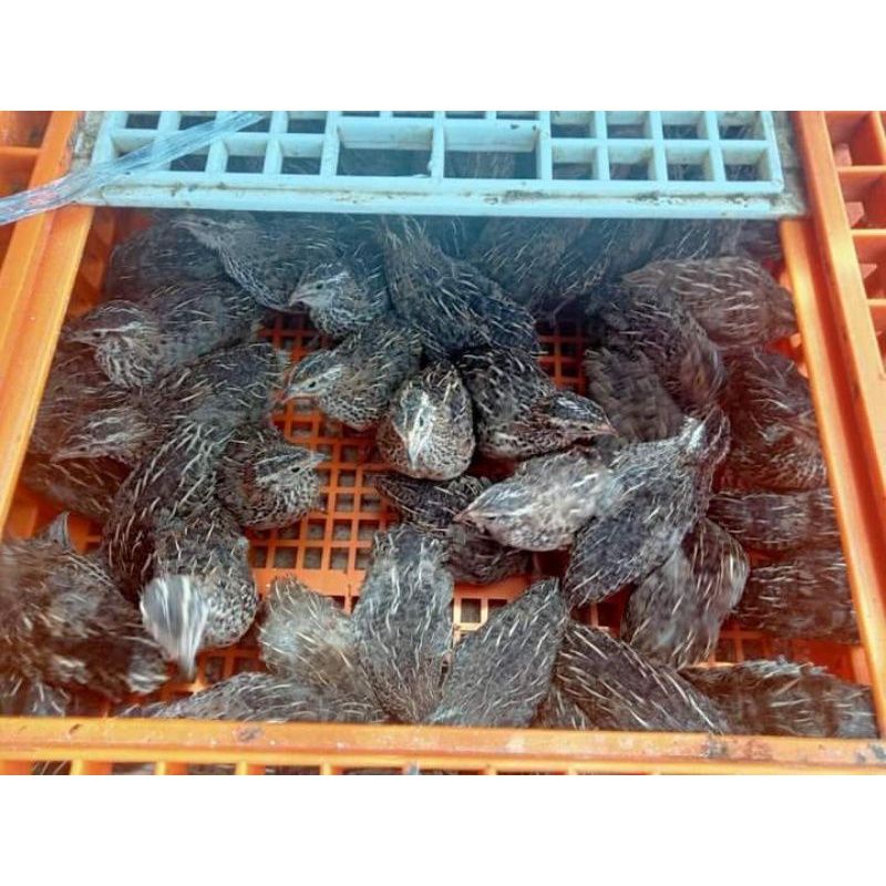 burung puyuh hidup (betina) siap bertelur