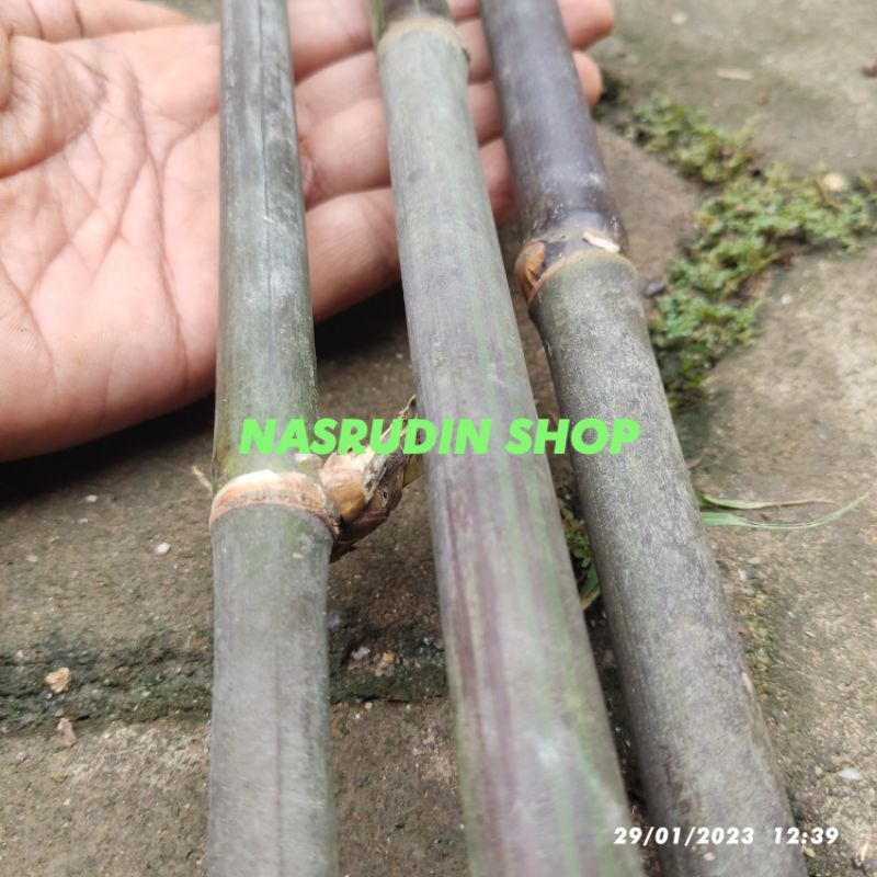 

[Fresh] POTONGAN TANGKAI BAMBU HITAM UNUK KERAJINAN DAN SENI / bangbu bukan bambu kuning