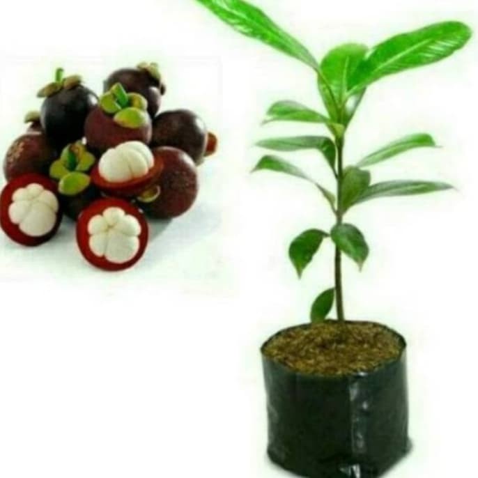 Berkuwalitas Bibit Manggis Tanpa Biji