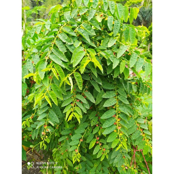 

DAUN KATUK SEGAR 50 LEMBAR