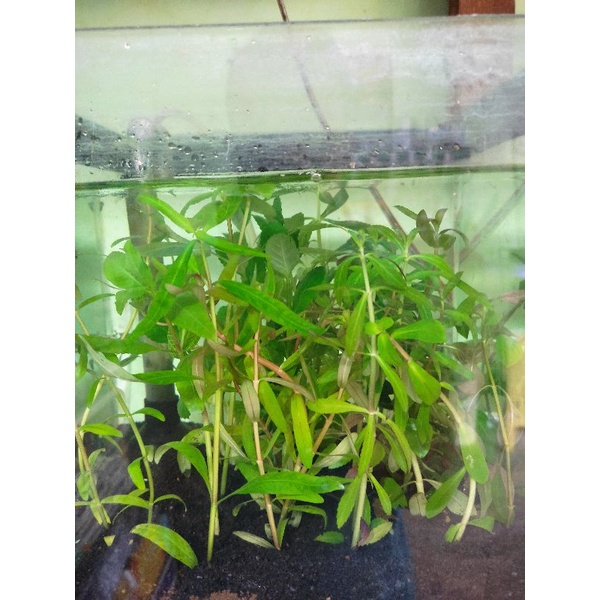 Tanaman Aquascape 3 jenis Rp10.000