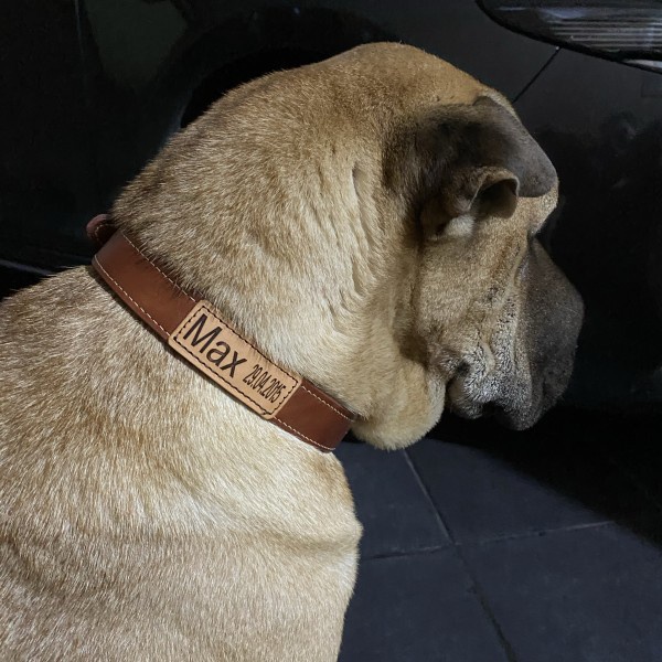 Kalung Anjing / Dog Collar KULIT ASLI Custom Nama GRATIS (Laser Etch), Handmade, Ukuran S, M, L Merk Tendery