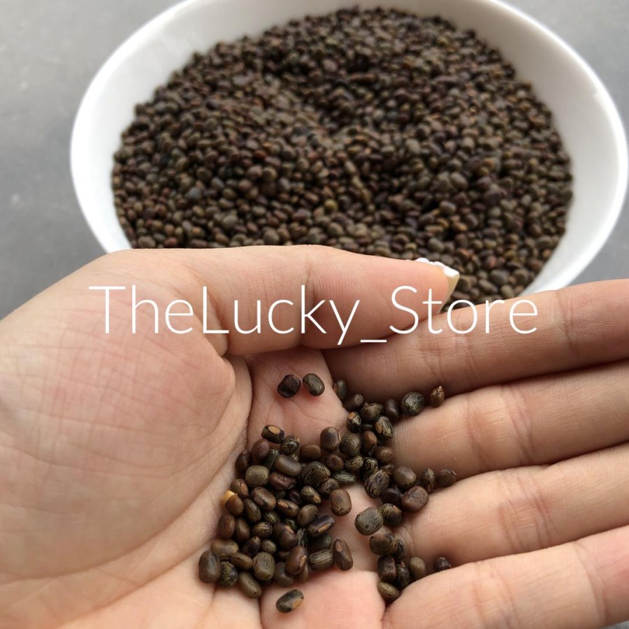 Benih Bibit Tanaman / Biji Kacang Kacangan CP Centrosema Pubescens