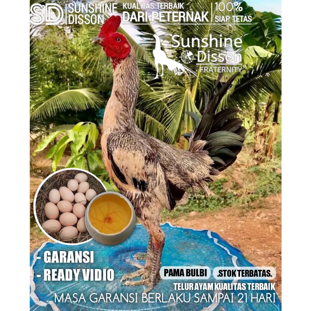 ayam bangkok pama bulbi asli ori telur tetas siap kirim