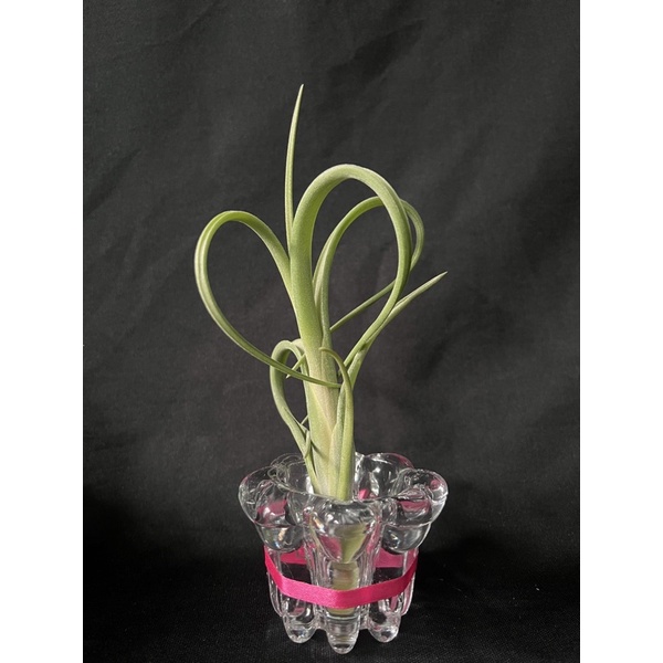 Tillandsia Intermedia Giant