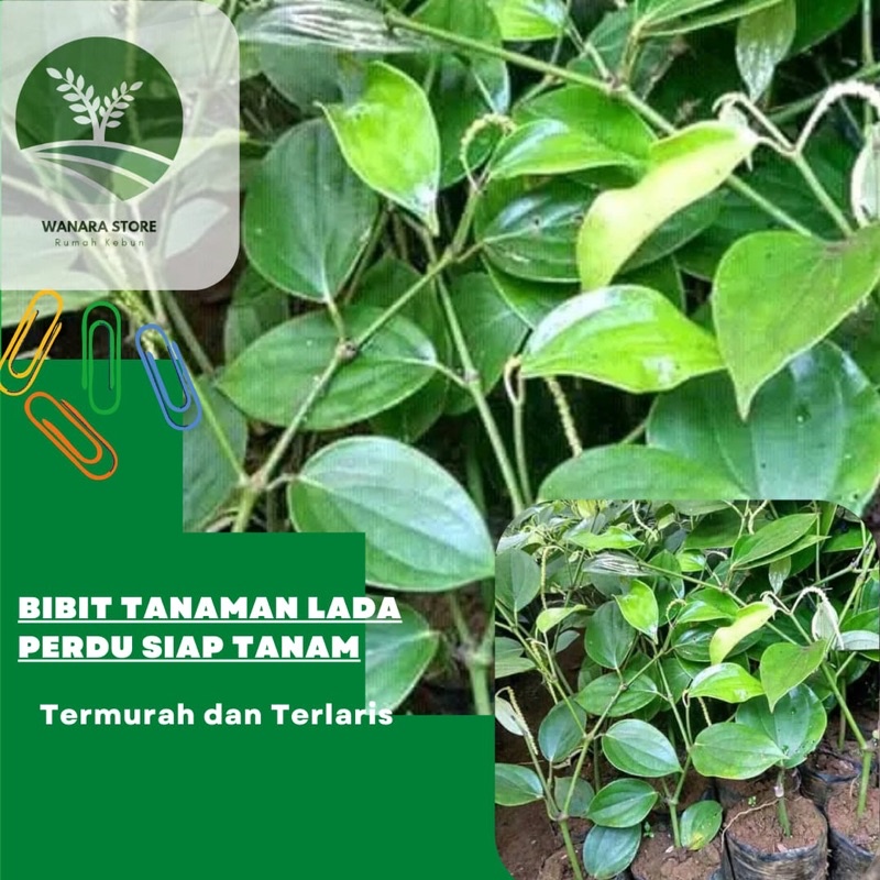 Bibit Tanaman Lada Perdu Siap Tanam
