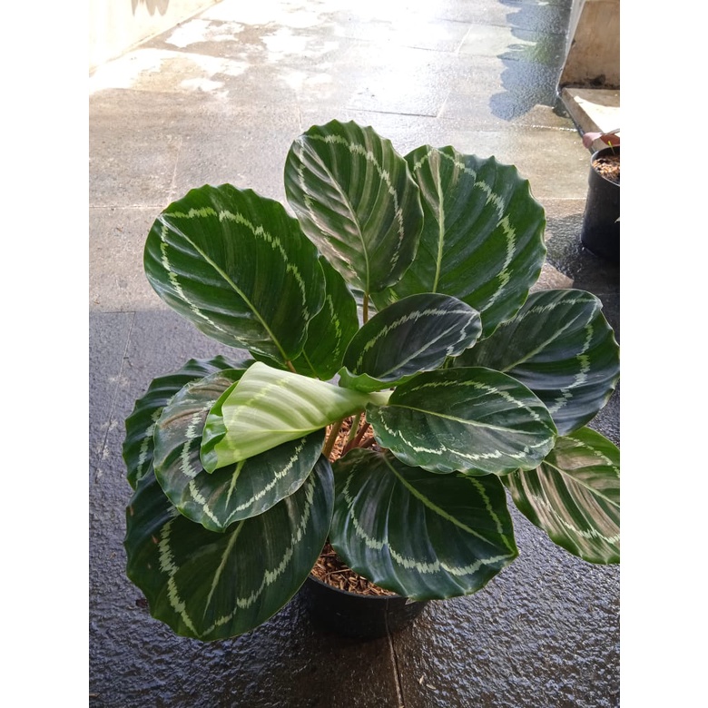 Tanaman Hias Calathea Picturata - Bunga Calathea Indoor