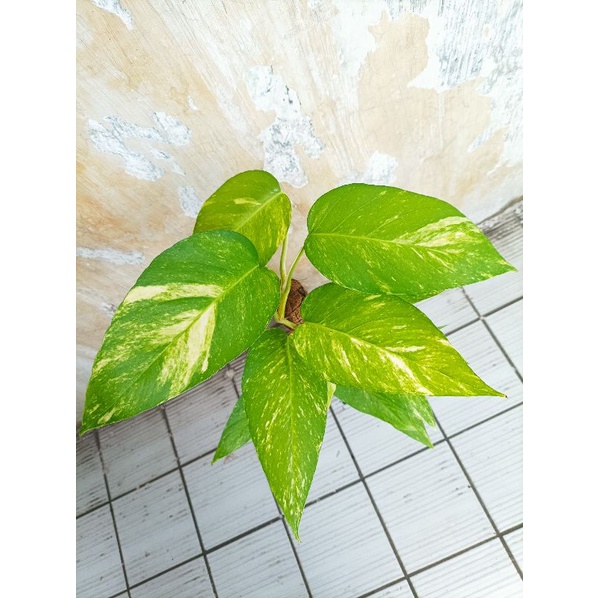 Tanaman Epipremnum Variegata Kuning Kujang Yellow philodendron siap pajang