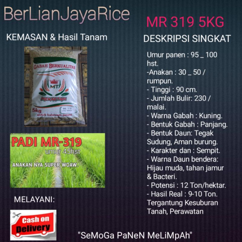 BENIH PADI MR319
