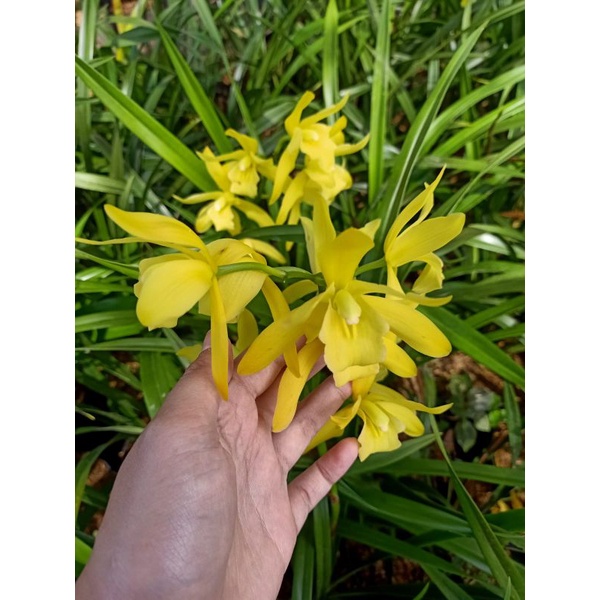 Cymbidium Golden Boy Spike/Knop