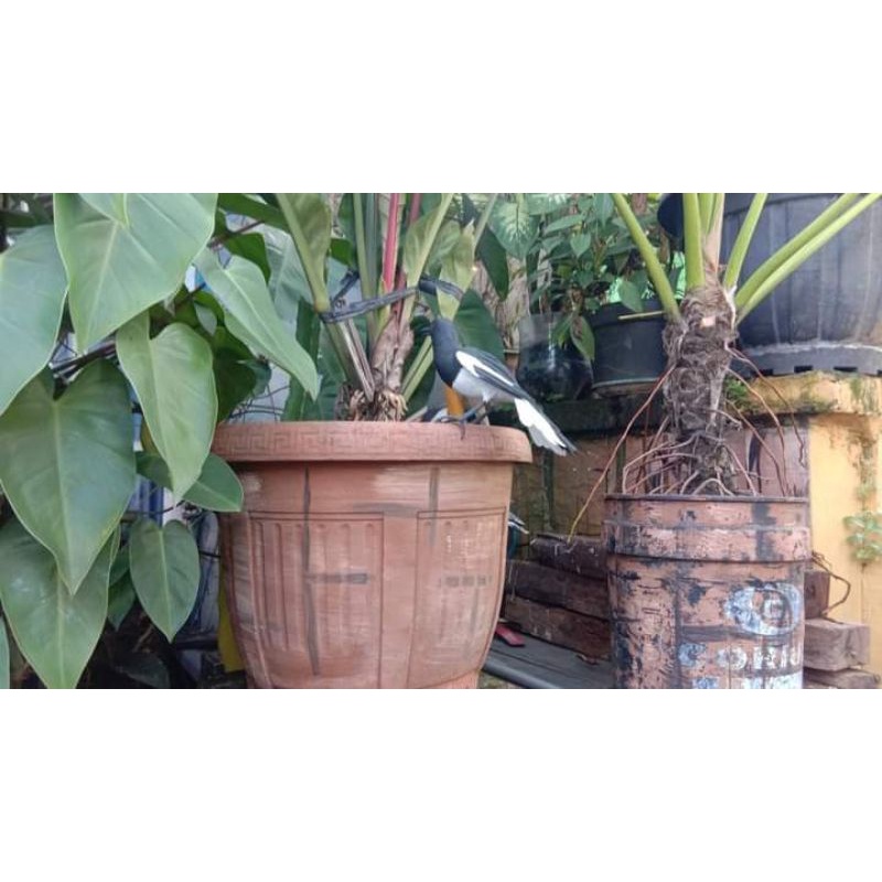 jontrot burung Kacer sayap terbuka