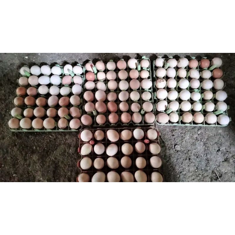 

telur kub2