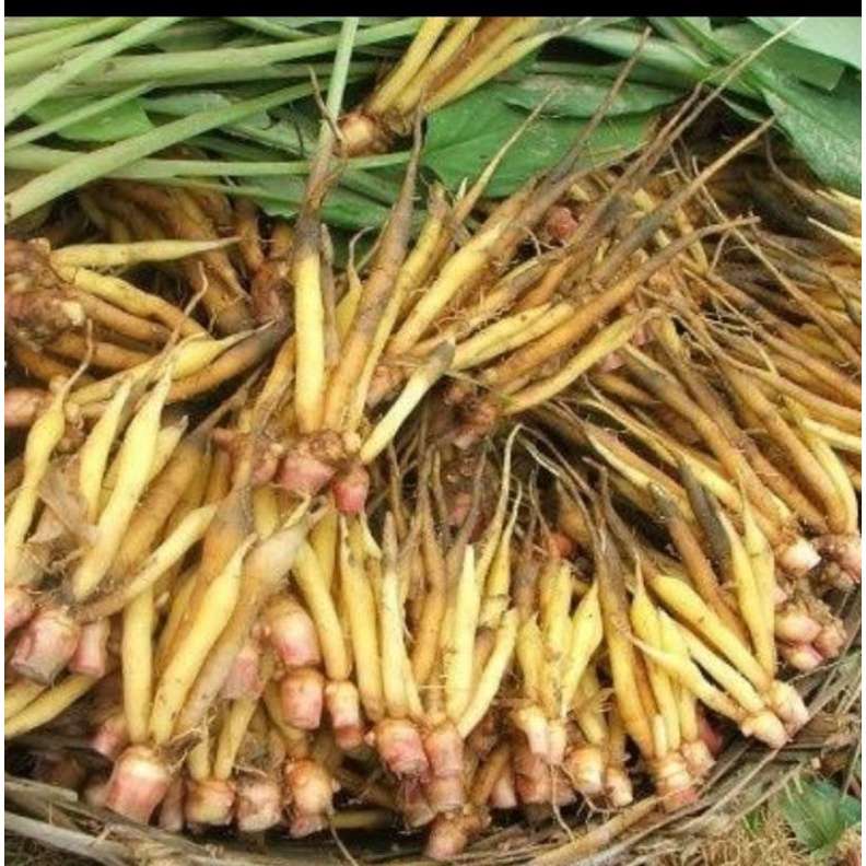 

Temu kunci segar 1kg