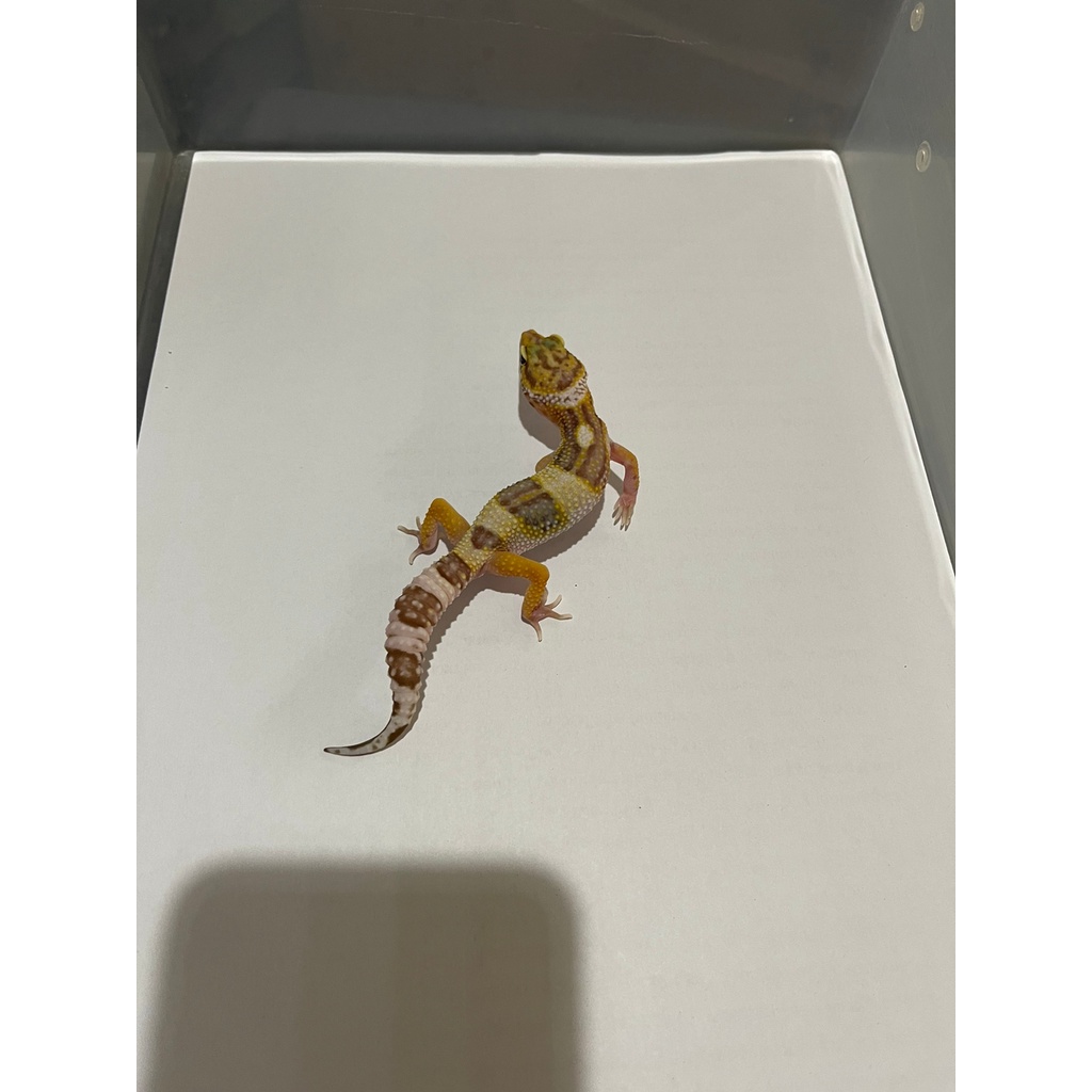 MAINAN - GECKO LEOPARD GECKO SNOW / SNOW ECLIPSE 2,5 - 5 BLN