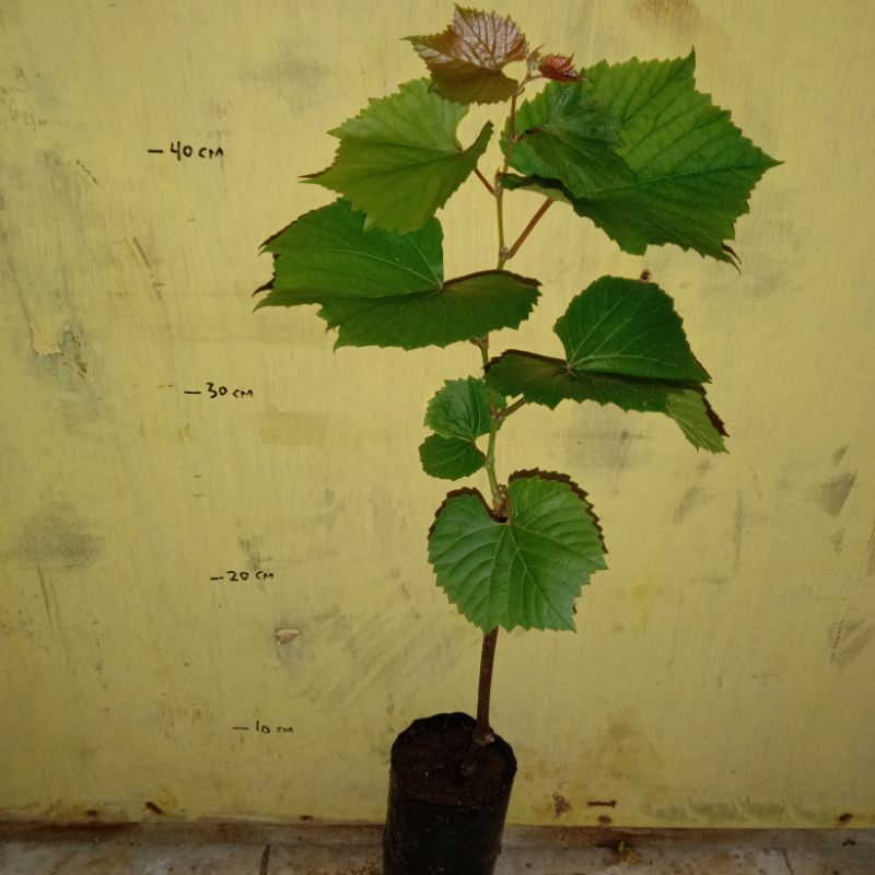 bibit rootstock import anggur SO4