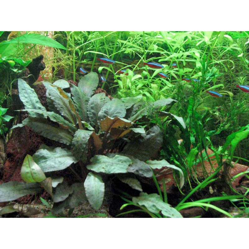 Cryptocoryne widiti tropica green