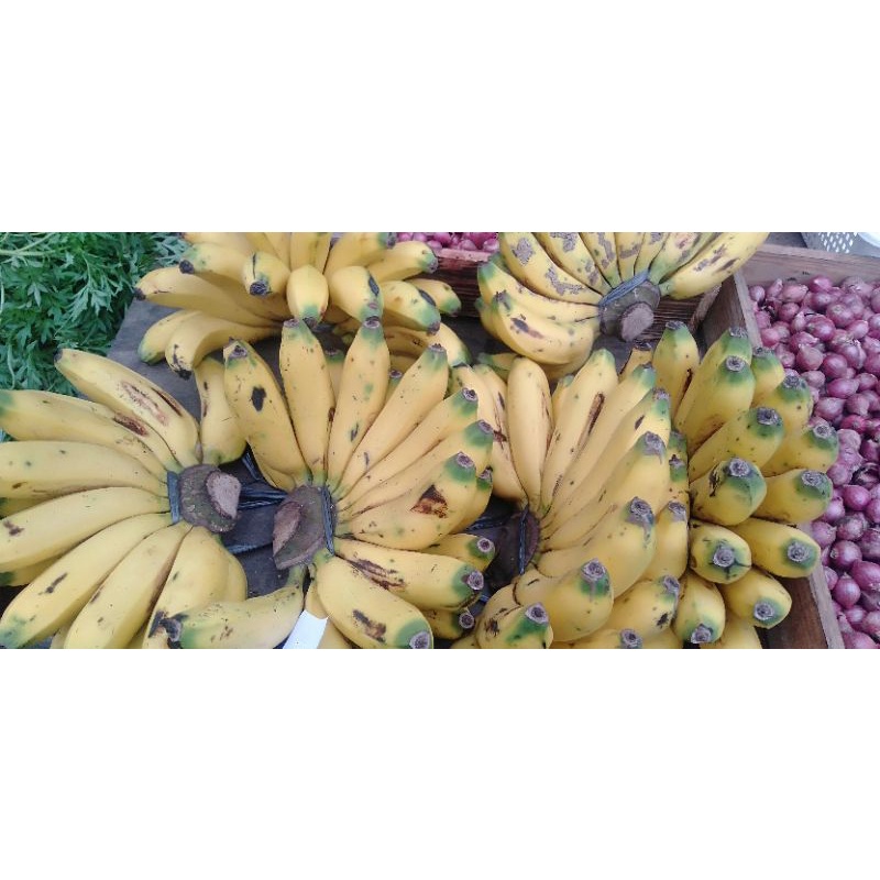 

Pisang Rojomolo sisir